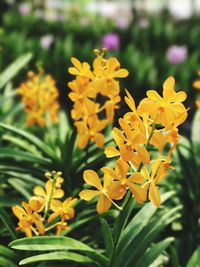 Close-up of yellow flowers blooming outdoors