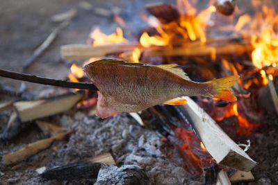 Fish being roasted on bonfire