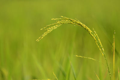 Close-up of grass growing on field