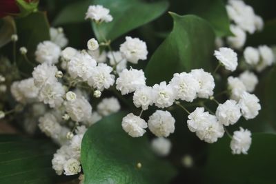 Close-up of white flowering plant