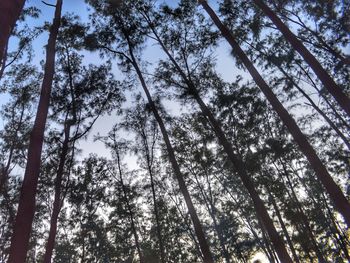 Low angle view of trees against sky