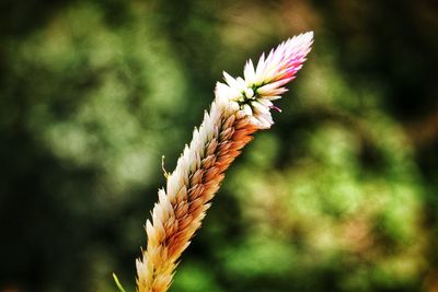 Close-up of flowers