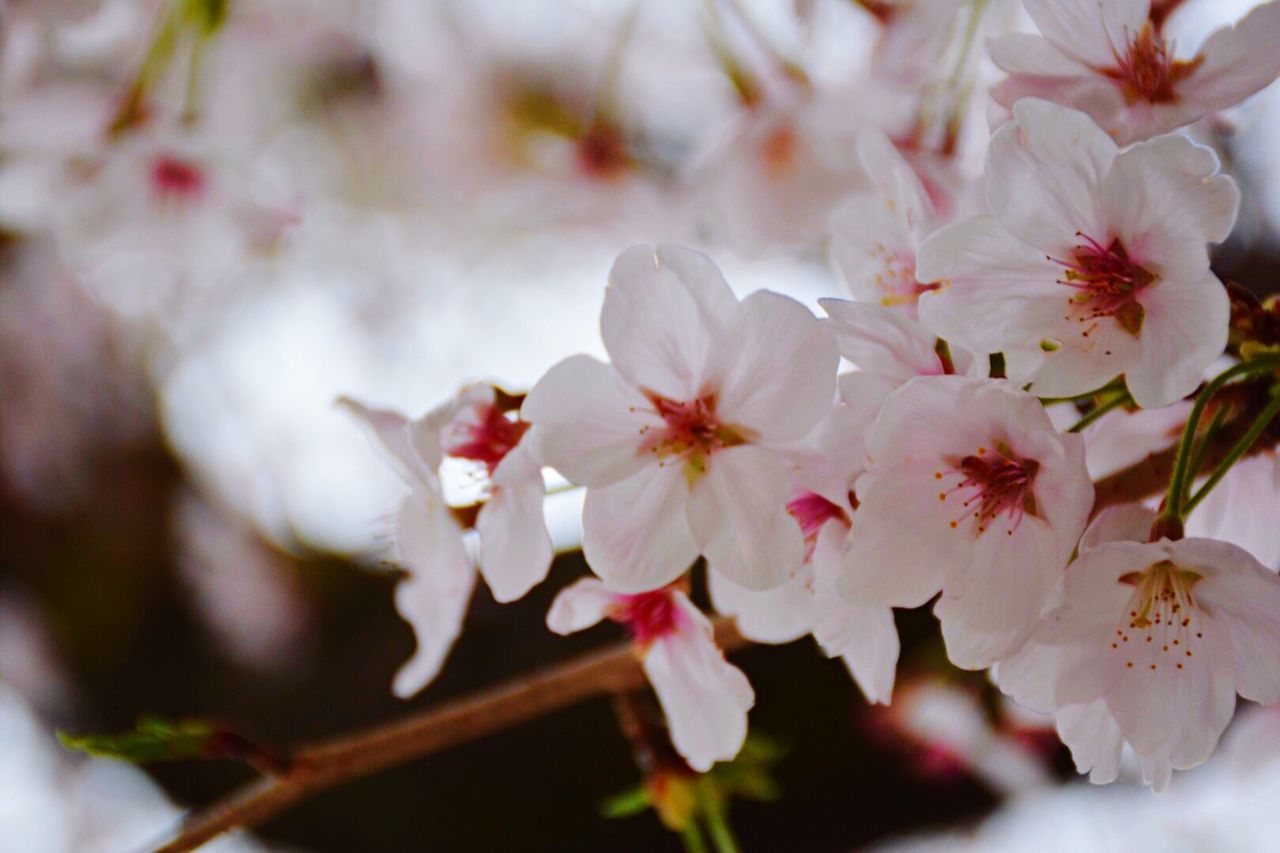 flower, freshness, fragility, petal, growth, beauty in nature, flower head, white color, cherry blossom, focus on foreground, close-up, blossom, nature, stamen, blooming, in bloom, branch, pollen, cherry tree, springtime