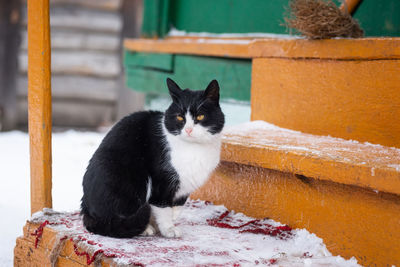 Portrait of a cat