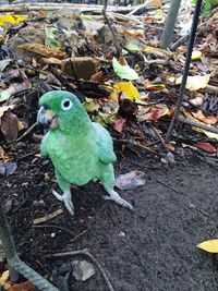 Close-up of parrot perching