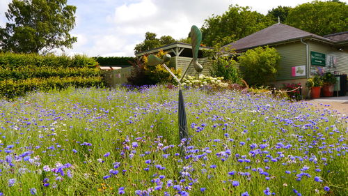 Purple flowering plants on field against buildings