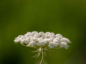 Close-up of white flowering plant