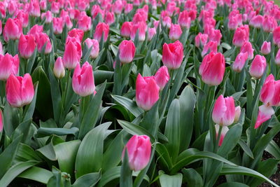 Close-up of pink tulips on field