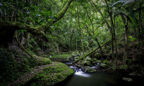 Scenic view of river amidst trees in forest