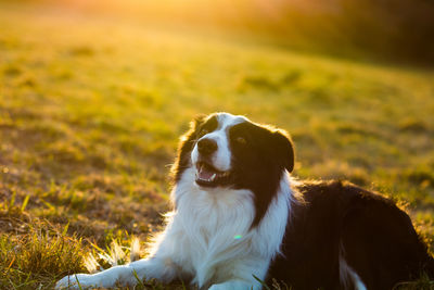 Close-up of dog yawning