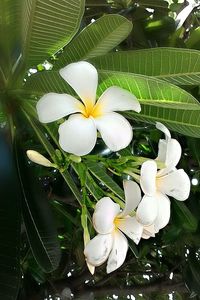 Close-up of flower growing on tree