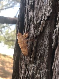 Close-up of insect on tree trunk