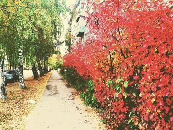 Footpath in park