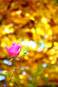 Close-up of pink rose blooming outdoors