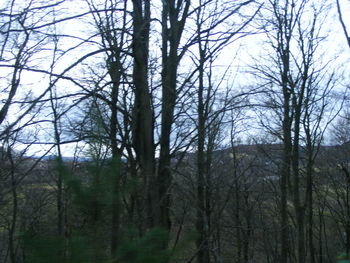 Low angle view of bare trees in forest