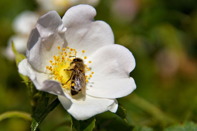 Close-up of bee on white flowering plant