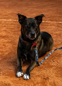 Portrait of black dog sitting outdoors