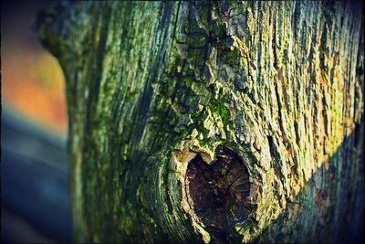 Close-up of tree trunk