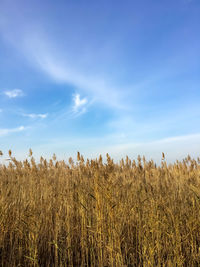 View of stalks in field against blue sky