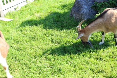 Deer in a field