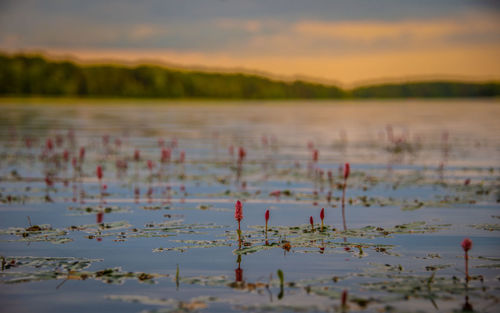 Scenic view of lake against sky during sunset