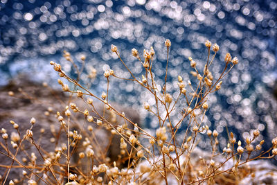 Close-up of plants growing in field