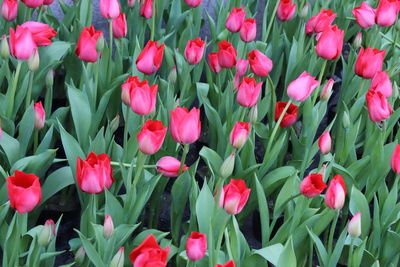 Close-up of pink tulips growing on field