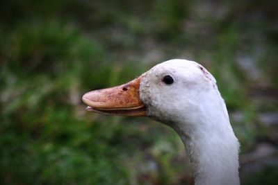 Close-up of swan