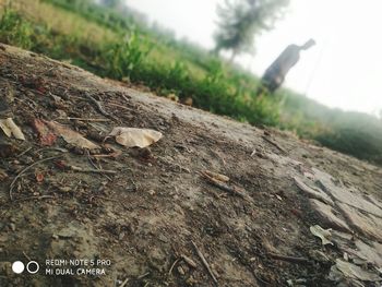 Close-up of insect on tree trunk