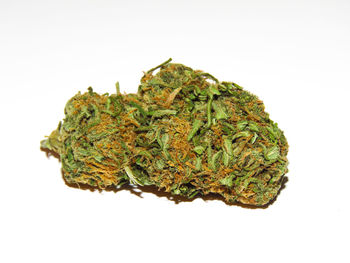 Close-up of leaf against white background