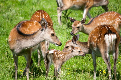 Deer on field