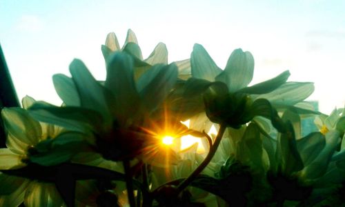 Close-up of flowers against sky