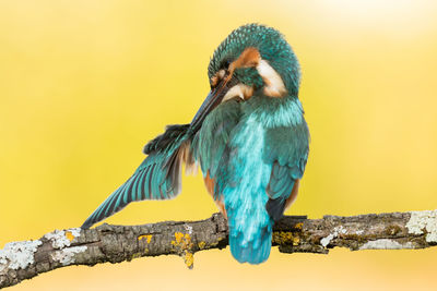 Close-up of bird perching on a tree