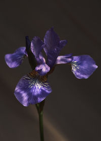 Close-up of purple iris flower