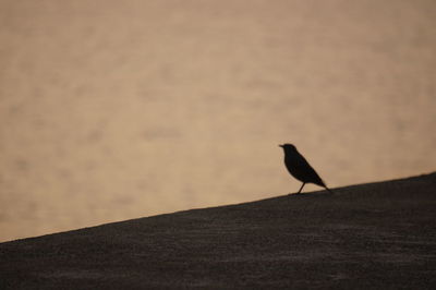 Bird perching on wall