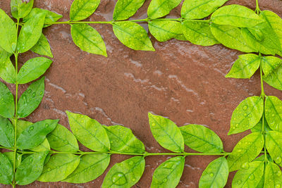 High angle view of green leaves