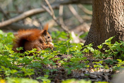 Close-up of squirrel