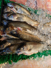 Close-up of fish on ice