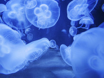 Close-up of jellyfish in water