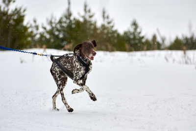 Running pointer dog on sled dog racing. winter dog sport sled team competition. english pointer dog