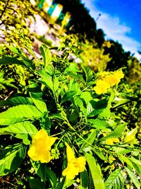 Close-up of yellow flowering plant on field