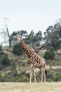 Giraffe in zoo