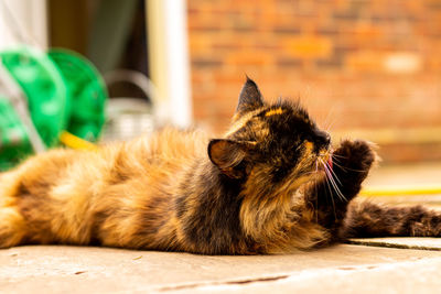Close-up of a cat resting