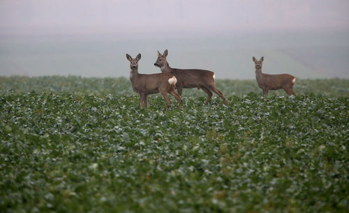 Deer standing on field