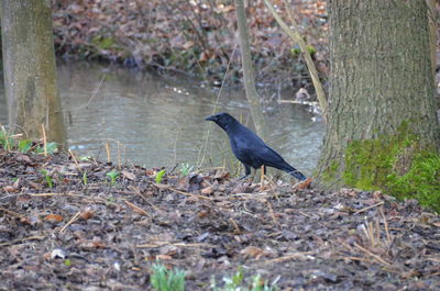 Bird perching on ground