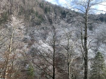 View of bare trees in forest