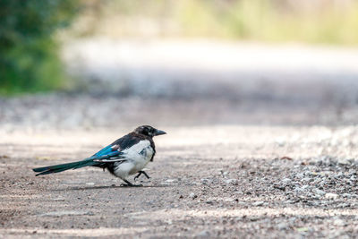 Side view of a bird