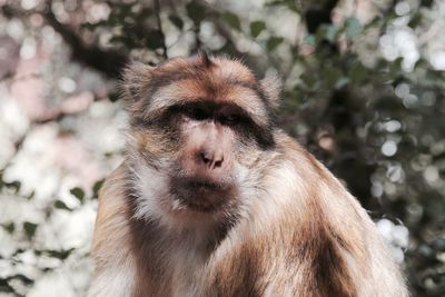 Close-up of monkey looking away