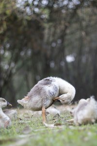 Duck farm 