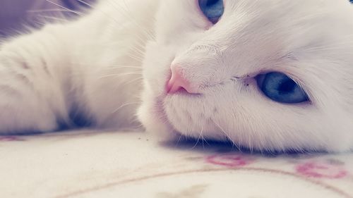 Close-up of a cat